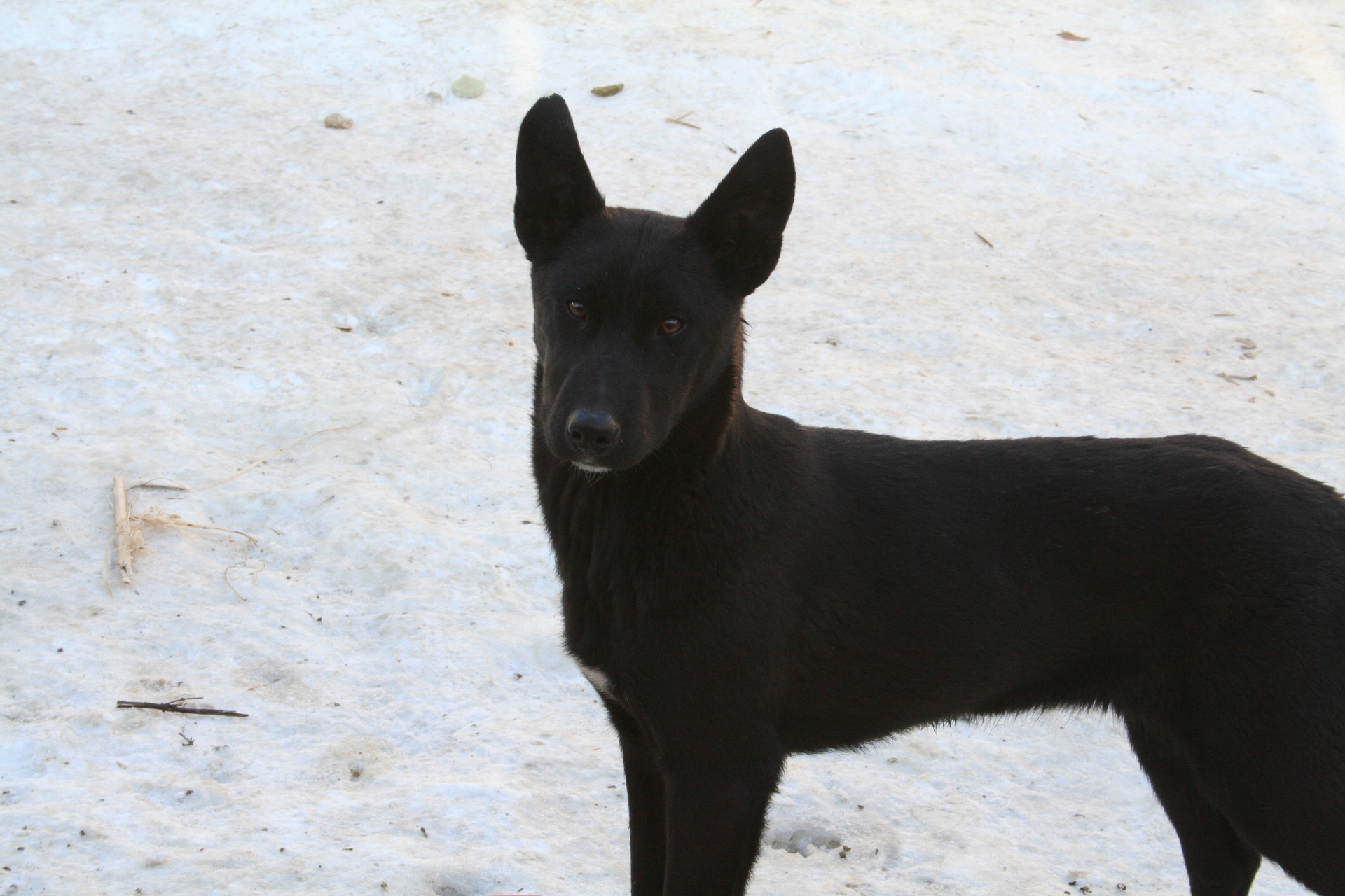 Dog-division